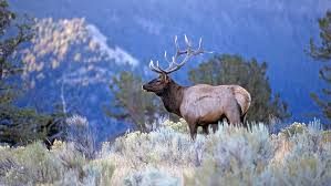 10 Lessons About Elk.Guide You Need To Learn